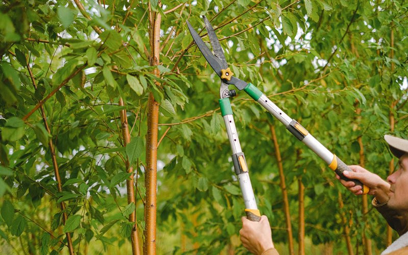 Tree trimming in Rossville, IN
